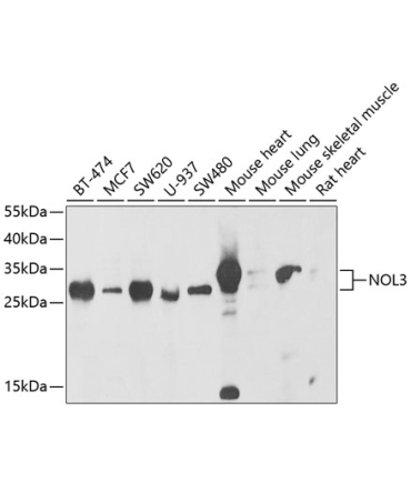 NOL3 Rabbit Polyclonal Antibody