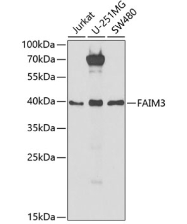 FAIM3 Rabbit Polyclonal Antibody