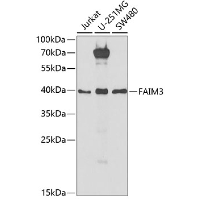 FAIM3 Rabbit Polyclonal Antibody