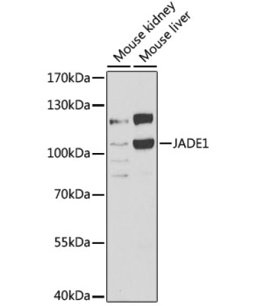JADE1 Rabbit Polyclonal Antibody