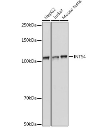 INTS4 Rabbit Polyclonal Antibody