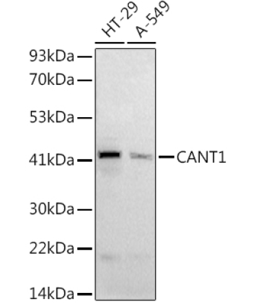 CANT1 Rabbit Polyclonal Antibody