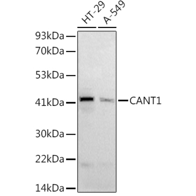 CANT1 Rabbit Polyclonal Antibody