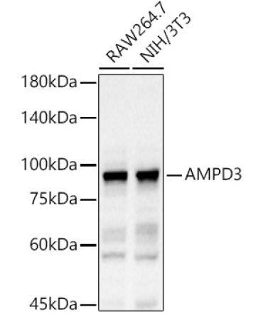 AMPD3 Rabbit Polyclonal Antibody