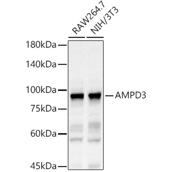 AMPD3 Rabbit Polyclonal Antibody