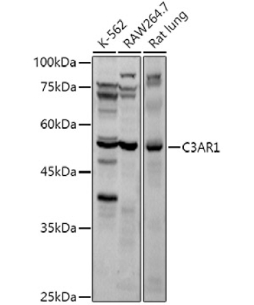 C3AR1 Rabbit Polyclonal Antibody