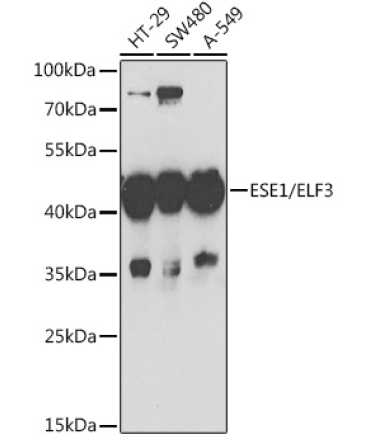ESE1/ELF3 Rabbit Polyclonal Antibody