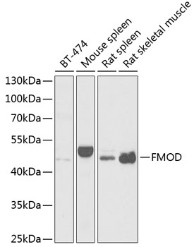 FMOD Rabbit Polyclonal Antibody