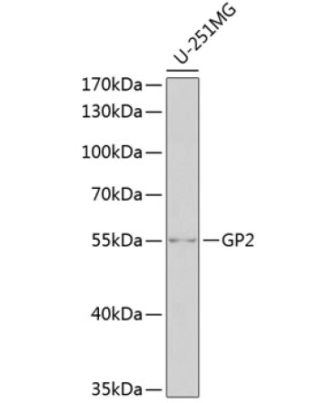 GP2 Rabbit Polyclonal Antibody