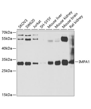 IMPA1 Rabbit Polyclonal Antibody