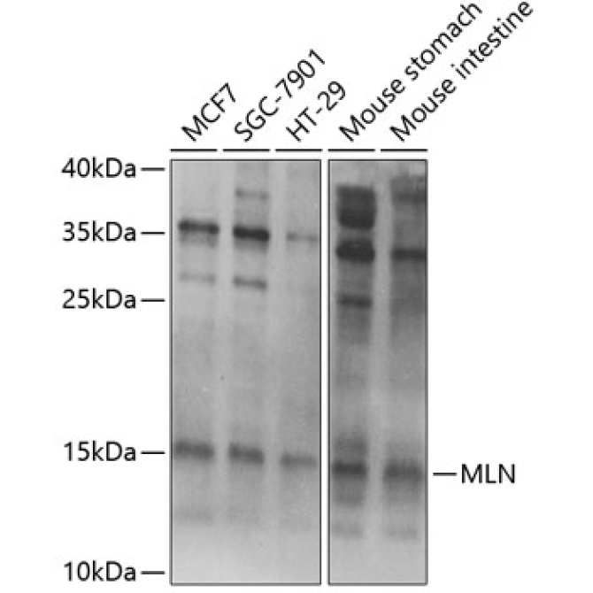 MLN Rabbit Polyclonal Antibody