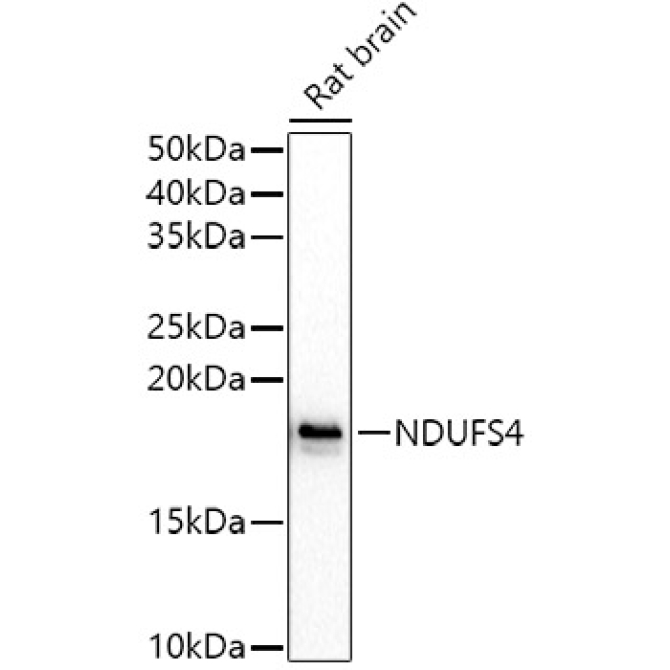 NDUFS4 Rabbit Polyclonal Antibody