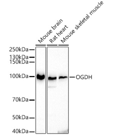 OGDH Rabbit Polyclonal Antibody