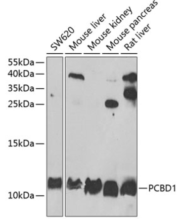 PCBD1 Rabbit Polyclonal Antibody