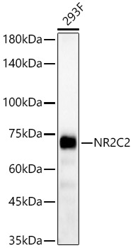 NR2C2 Rabbit Polyclonal Antibody
