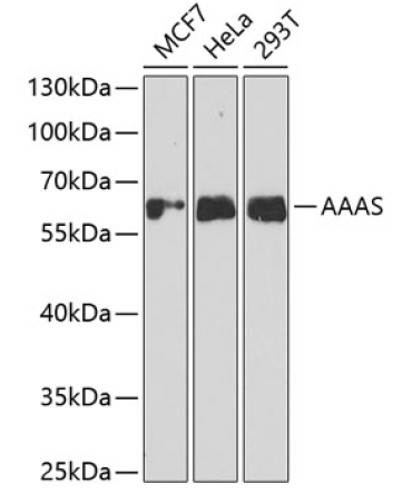 AAAS Rabbit Polyclonal Antibody
