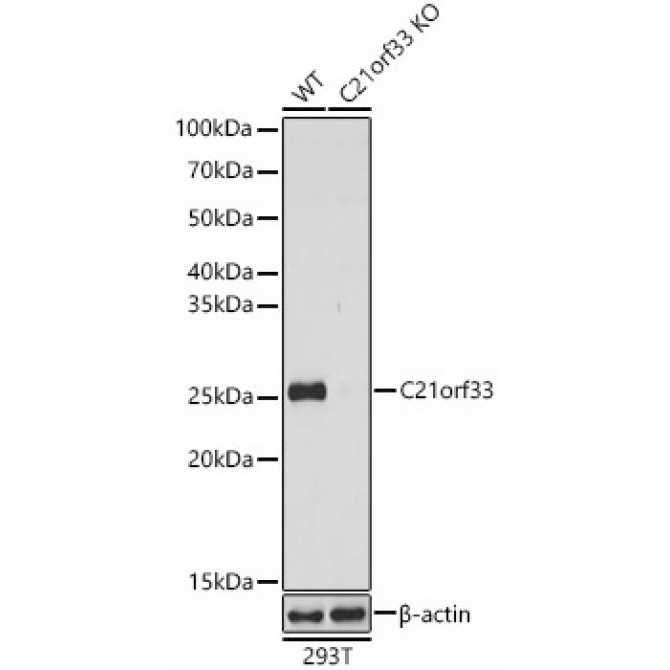 C21orf33 Rabbit Polyclonal Antibody [KO Validated]