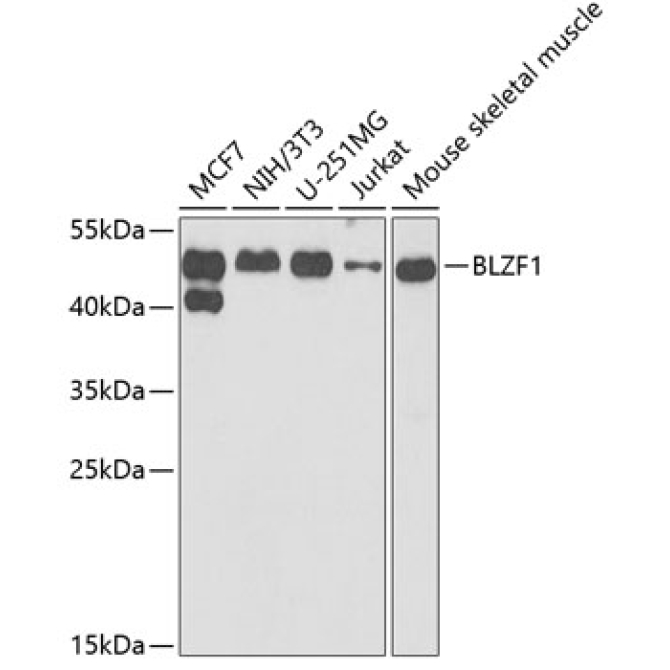 BLZF1 Rabbit Polyclonal Antibody