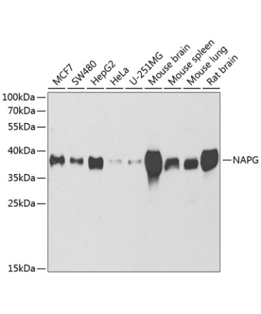 NAPG Rabbit Polyclonal Antibody