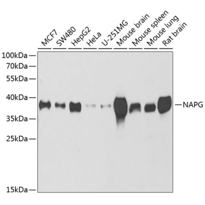 NAPG Rabbit Polyclonal Antibody