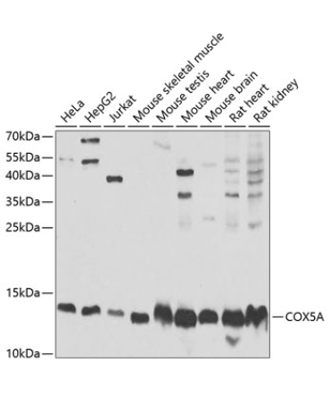 COX5A Rabbit Polyclonal Antibody