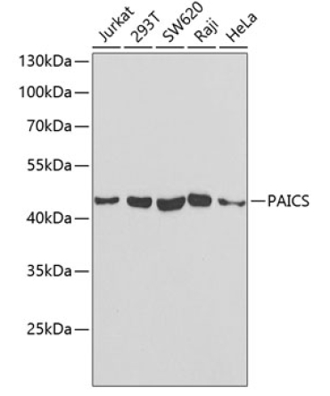 PAICS Rabbit Polyclonal Antibody