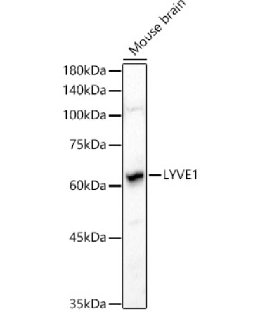 LYVE1 Rabbit Polyclonal Antibody