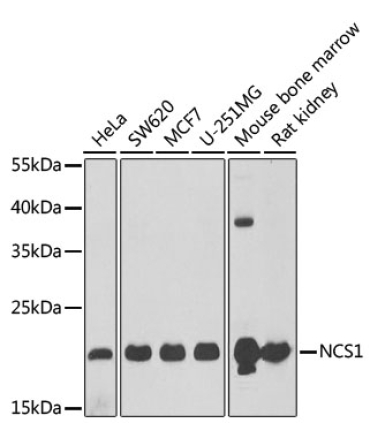 NCS1 Rabbit Polyclonal Antibody