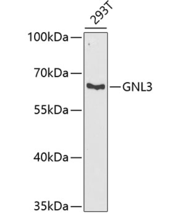 GNL3 Rabbit Polyclonal Antibody
