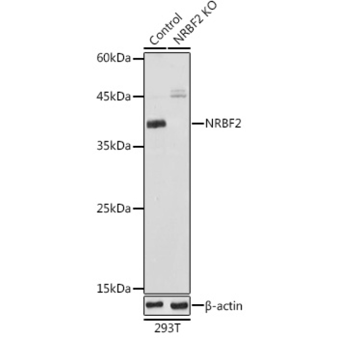 NRBF2 Rabbit Polyclonal Antibody [KO Validated]