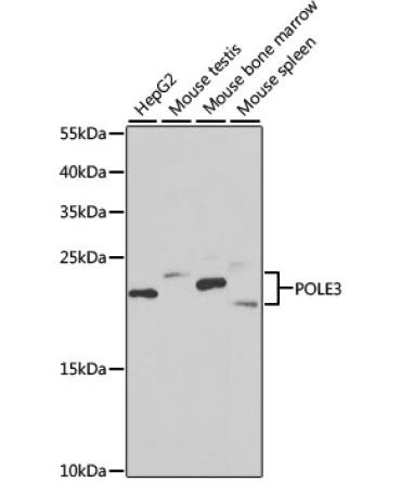 POLE3 Rabbit Polyclonal Antibody [KO Validated]