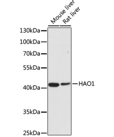 HAO1/GOX Rabbit Polyclonal Antibody