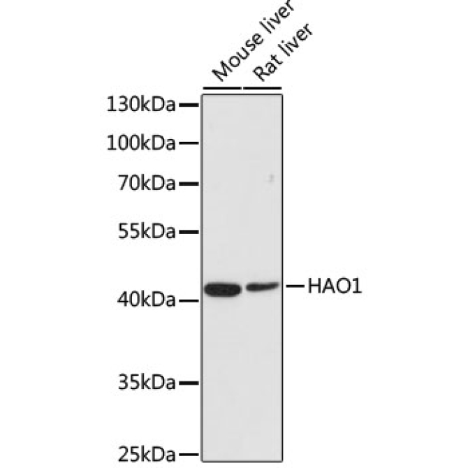 HAO1/GOX Rabbit Polyclonal Antibody