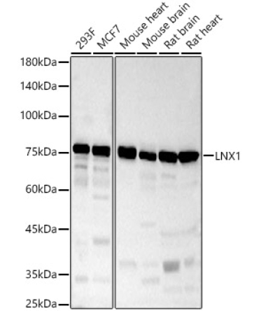 LNX1 Rabbit Polyclonal Antibody