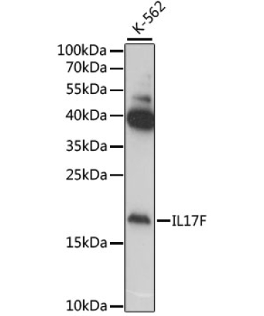IL17F Rabbit Polyclonal Antibody