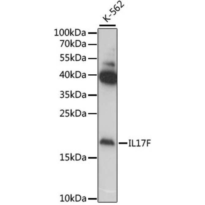 IL17F Rabbit Polyclonal Antibody