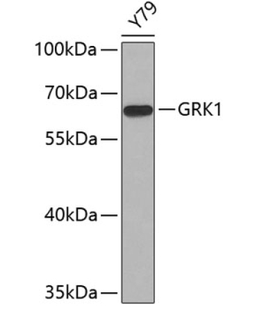 GRK1 Rabbit Polyclonal Antibody