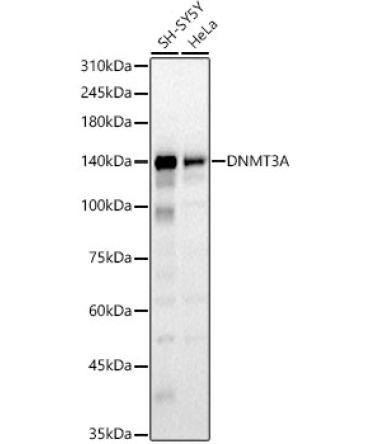 DNMT3A Rabbit Polyclonal Antibody [KO Validated]