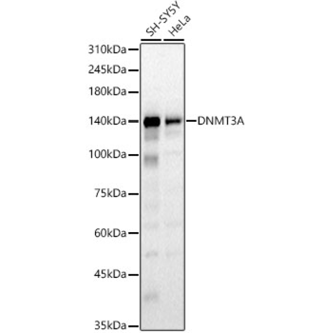 DNMT3A Rabbit Polyclonal Antibody [KO Validated]