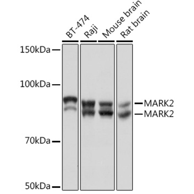 MARK2 Rabbit Monoclonal Antibody