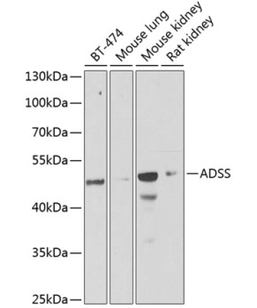 ADSS Rabbit Polyclonal Antibody