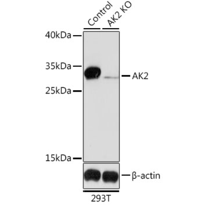 AK2 Rabbit Polyclonal Antibody [KO Validated]
