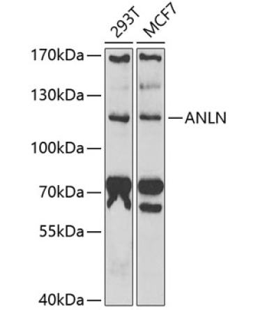 ANLN Rabbit Polyclonal Antibody