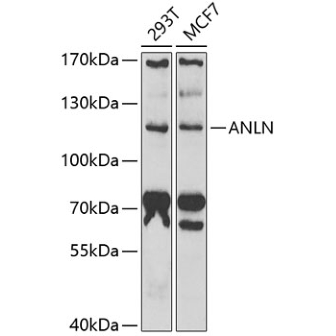 ANLN Rabbit Polyclonal Antibody