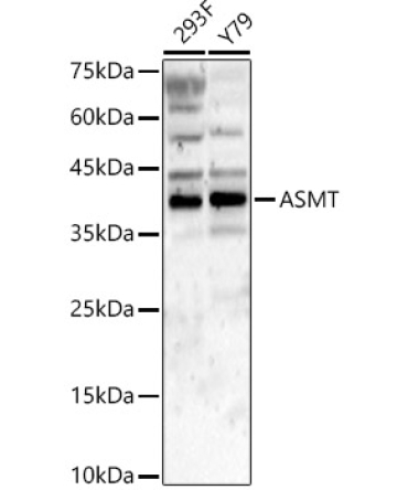 ASMT Rabbit Polyclonal Antibody