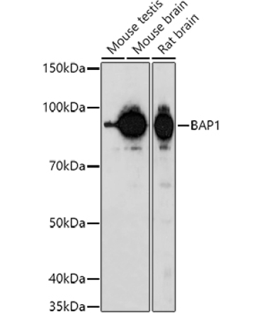 BAP1 Rabbit Polyclonal Antibody