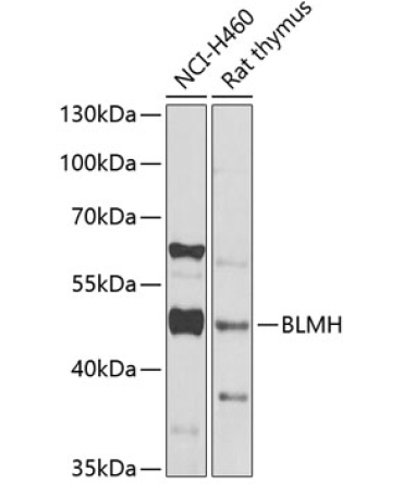 BLMH Rabbit Polyclonal Antibody