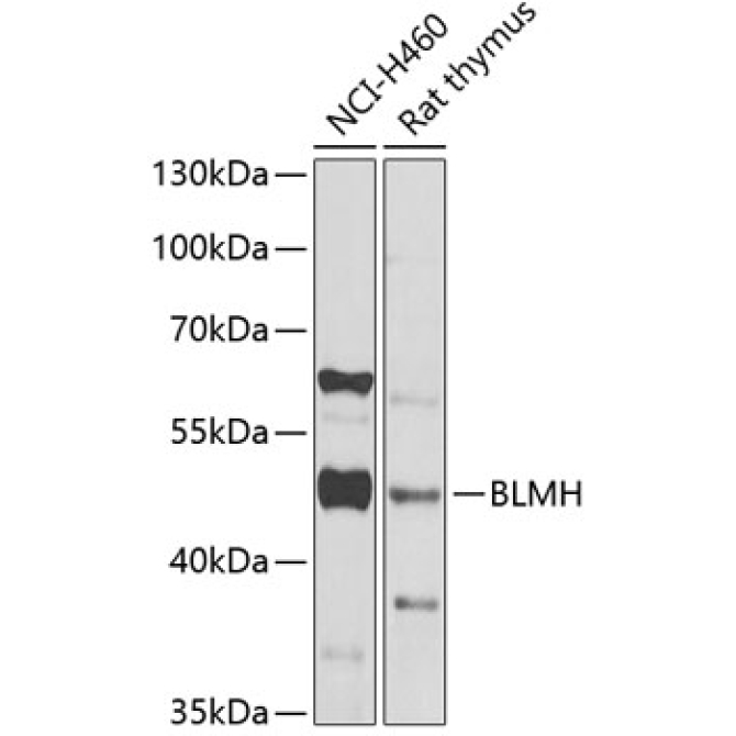 BLMH Rabbit Polyclonal Antibody