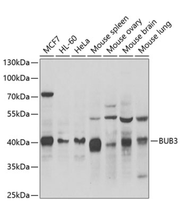 BUB3 Rabbit Polyclonal Antibody