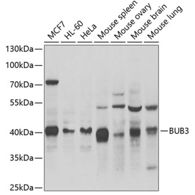 BUB3 Rabbit Polyclonal Antibody